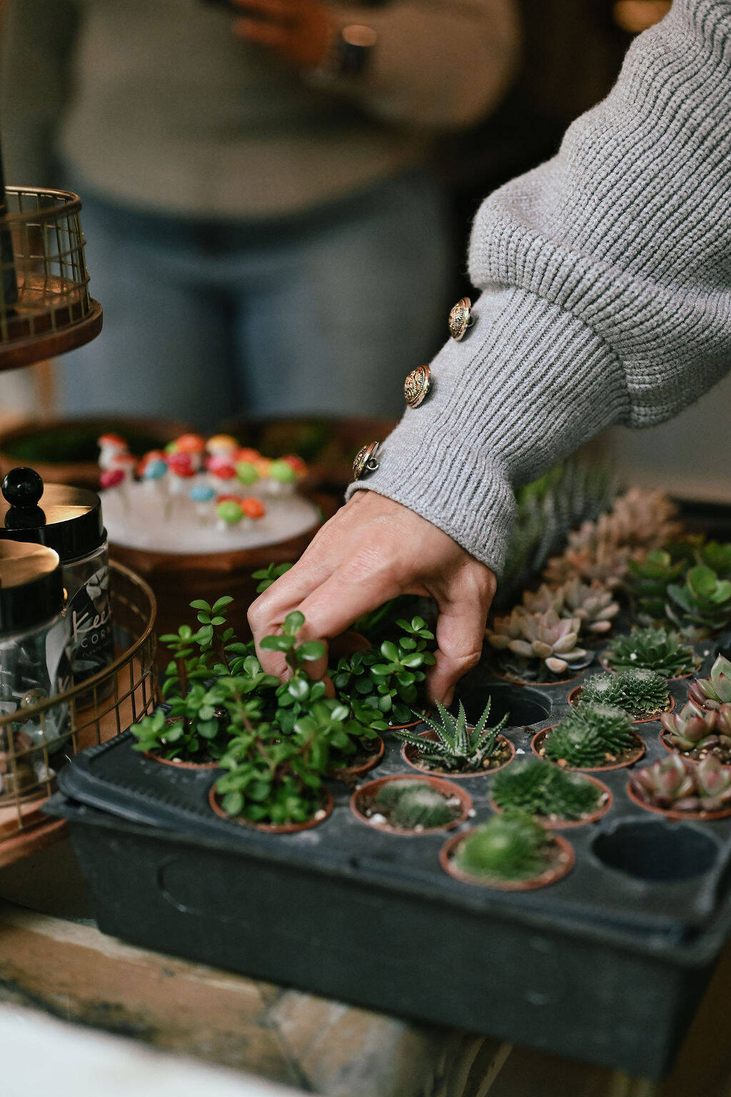 Succulent Arrangement Workshops | Keeks Corner